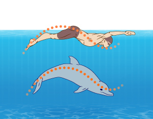 Butterfly Stroke Part Two
