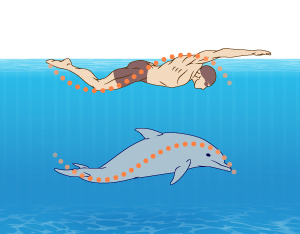 Butterfly Stroke Part One